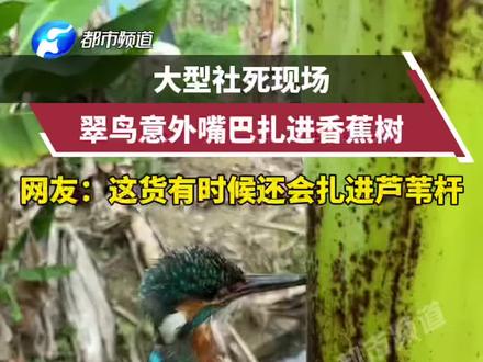 大型社死现场!翠鸟意外嘴扎进香蕉树!网友:这货有时候还会扎进芦苇杆……#万万没想到 #惊不惊喜意不意外