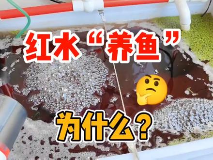红水“养鱼”,其实是我在给鱼治病,只是水色有点吓人 #养鱼 #水族 #热带鱼 #观赏鱼 #养鱼日记 #养鱼人 #热带观赏鱼 #孔雀鱼 #鱼缸 #针尾病