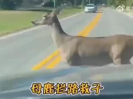 伟大的母爱,为母则刚的典范。