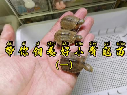 老司机带你养好小青龟苗,长期记录喔!#小青龟 #小青龟饲养 #黄喉龟 #黄喉小青 #黄喉拟水龟