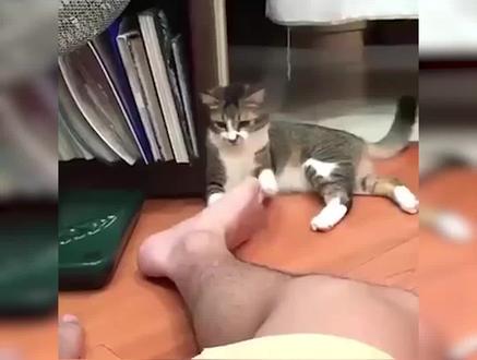 哈哈,猫咪闻臭脚竟然是因为喜欢?