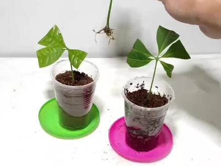 养发财树,一根枝条就能扦插,成活率高,一盆变多盆