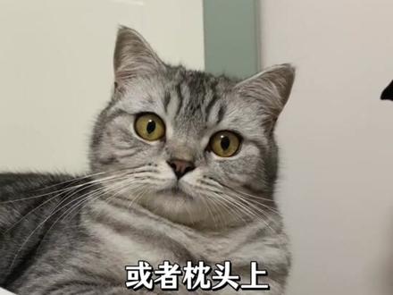 猫到底有没有感情 #猫咪 #养猫日常 #猫咪的迷惑行为 #萌宠 #铲屎官的乐趣