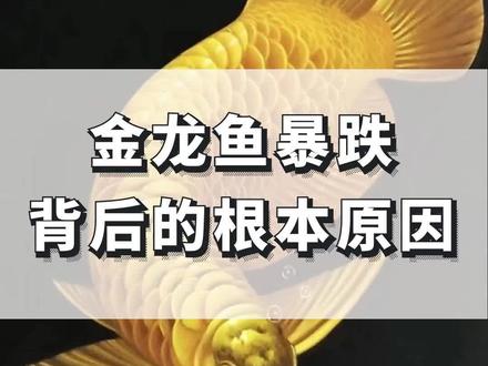 金龙鱼暴跌背后的真相,6000亿财富灰飞烟灭,到底割了谁?#金龙鱼 #公司研究 #金龙鱼股票