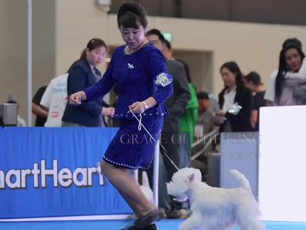 泰皇杯西高地冠军-中国龙🐉Dragon 亚洲最大的犬展赛事之一🏆泰皇杯🔚
6️⃣场前赛➕1️⃣场梗犬单独展➕1️⃣正赛
中国龙🐉Dragon拿下7场西高地犬种冠军🏆
———🇹🇭泰皇杯🏆前赛———
前赛拿下成年组梗犬组别BIG3🥉
前赛青年组全场总冠军RBIS🥈
梗犬单独展拿下BISS4🏆
———🇹🇭泰皇杯🏆正赛———
挑战成年犬组赢得梗犬组别BIG2🥈
青年组梗犬组别BIG1🏅
#萌宠出道计划 #赛级犬 #狗狗 #西高地 #西高地白梗