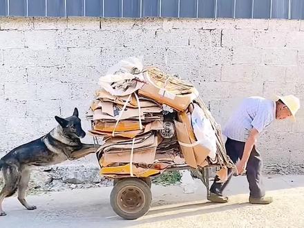 忠诚的狗狗步枪#万物皆有灵性 #萌宠 #宠物 #狗狗