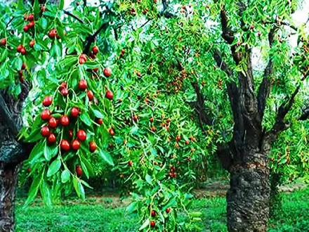 乐陵市素有“中国金丝小枣之乡”,“燕齐要塞、鲁冀枢纽”之称! #文化旅游 #绿水青山我的家 #生态宜居 #家乡风景 #怀旧 #都是满满的回忆