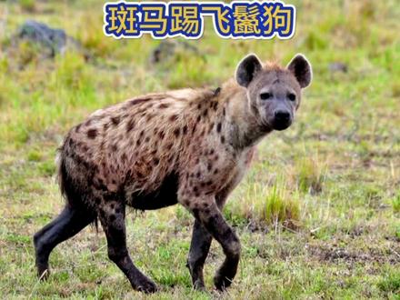 斑马踢飞鬣狗#斑马#鬣狗 #动物世界#野生动物零距离#神奇动物在抖音