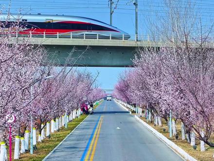 滹沱河艺术生态岛一年一度的山桃花已经盛开.