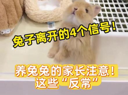 兔子去世的4个信号 #兔子 #侏儒兔 #宠物 #萌宠