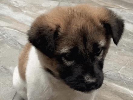 高速路7只狗狗后续来了,都已经安全到家,终于能放心了 #狗狗 #宠物 #毛孩子 #动物救助 #正能量