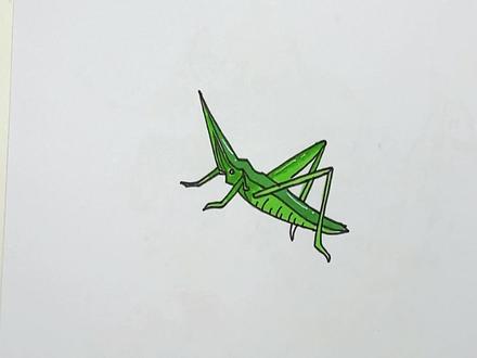 蝗虫为什么是害虫呢?#蝗虫 #蚱蜢 #零基础学画画 #手绘 #儿童简笔画 #一起学画画 #创意简笔画