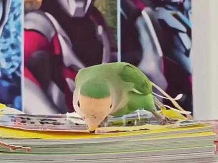 鹦鹉为什么往身上插纸条?
你知道吗?噢……原来它不是因为爱美而是用来筑巢用的#牡丹鹦鹉 #科普一下 #神奇动物在抖音 #动物的迷惑行为