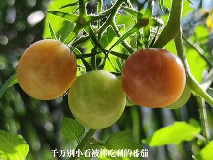 不用菜地!塑料桶里种番茄,结果多到吃不完 塑料桶别扔!用来种番茄简直绝了,通风好、结果多,还不占地方!跟着步骤做,过不了多久就能摘新鲜番茄啦~#种植小技巧 #番茄种植 #西红柿种植 #家庭种植 #阳台种植