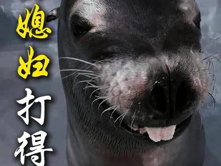 这动物你媳妇打得过吗 #动物科普 #科普冷知识 #海狮