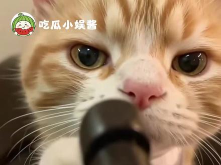 坏了,真哈基米当枪使啊!#猫咪 #反击 #万万没想到