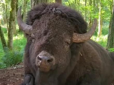 北美的野牛(Bison),比咱们牦牛更像毛牛