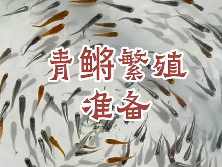 准备繁殖观背青鳉喽~
