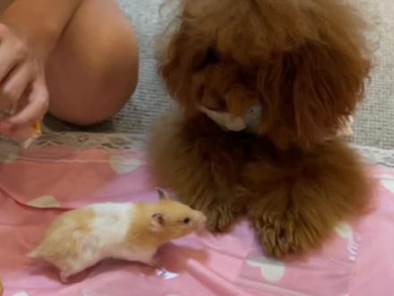 带狗剩子出门其实是很冒险的,怕冷怕热怕阳光~#抖音动物图鉴 #铲屎官的乐趣 #萌宠出道计划