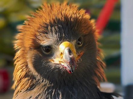 金雕救助续集,万物皆有灵性!大家觉得它精神吗?#万物皆有灵性 #动物救助#现场实拍 #肃云香庄庄主 #危险动作请勿模仿@ggf