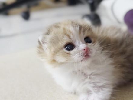 满月啦
一路走来太不容易啦#萌宠出道计划 #领养猫 #猫咪真的好象个小宝宝 #抖音小助手