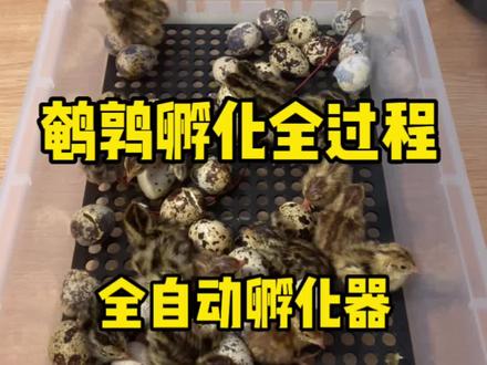 鹌鹑的孵化全过程,如果你还不会孵化鹌鹑,一定要看完这个视频。#暖立方孵化器 #孵化鹌鹑蛋 #人工孵化
