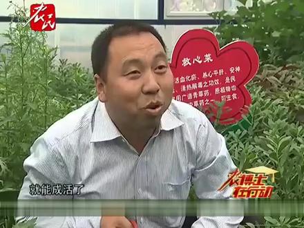详细解读救心菜,农博士教你种植保健蔬菜