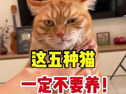 这五种猫一定不要养! #养猫经验分享 #养猫避坑 #养宠进阶指南 #养猫人 #新手养猫