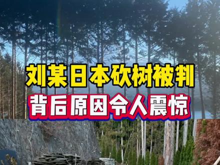刘某日本砍树被判刑 背后真相令人震惊