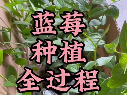 蓝莓种植全过程,苗子和基质用对了,不管什么品种都可以种得好,更多细节可以看我往期作品#上热门 #蓝莓种植 #蓝莓苗 #蓝莓 #蓝莓种植技术