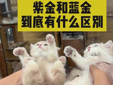 紫金和蓝金到底有什么区别