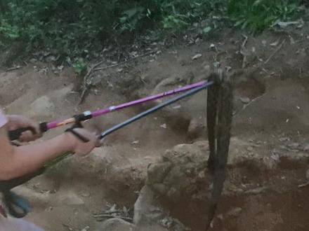 不知道谁弄死一条这么大的蛇仍在老四坡,这里爬山的人较多,夜爬的也多。一个不留神看到蛇会把人吓死😬😬😬