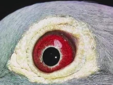 信鸽眼砂雌雄辨别技巧分享,建议收藏#博哥信鸽小课堂#信鸽赛鸽 #养鸽人 #信鸽小课堂 #抖音小助手 #赛鸽运动 #职业赛鸽 #信鸽 #种鸽 #赛鸽 #鸽子