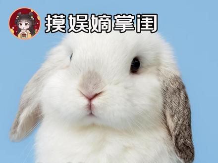 好萌 原来垂耳兔不知道自己是垂耳兔~ #垂耳兔 #可爱 #萌物