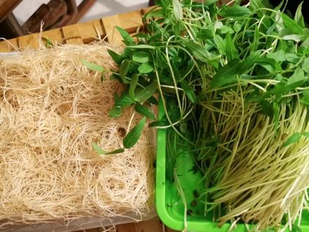 (阳台种菜)吃腻了绿豆芽,绿豆种绿豆苗,你吃过吗?