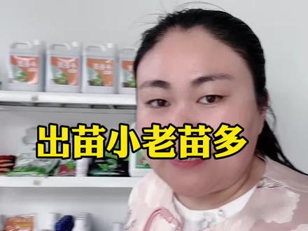 大姜出苗小老苗多,一定要提苗促壮,用海藻酸氨基酸加菌配合起来一起生根促壮,千万不要用尿素提苗#生姜种植 #大姜种植 #三农种植 #绿陇1号