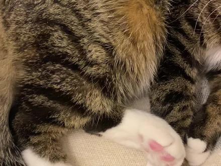 请大数据把这条推送给有养猫经验的朋友或者宠物医生,猫咪后腿抖动是什么原因?室内温度24度有地暖,已经绝育,去过医院拍过片,没有任何问题,但就是总抖动,有朋友知道这是怎么回事吗?#猫后腿无力 #猫颤抖 #猫腿 #宠物医生 #兽医