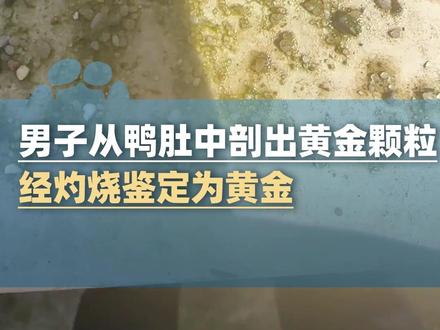 2月26日(消息)湖南邵阳,男子杀鸭竟从鸭肚中剖出黄金颗粒,经灼烧鉴定为黄金 重量不足0.5克,当事人:当地河道曾开采黄金,推测是鸭子觅食时误食河中金粒#大象主播说 @大象新闻主持人王轶