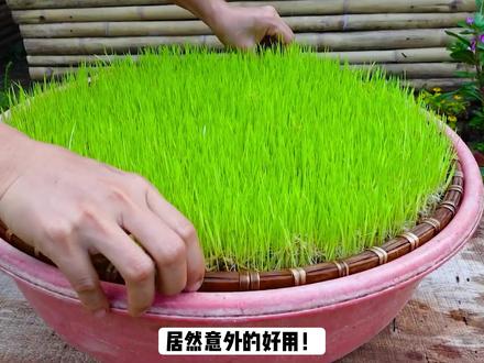 小麦催芽育苗全过程,竹匾隔水种植技巧简单好学 #种植小技巧 #水培蔬菜种植方法 #无土种菜视频 #麦芽