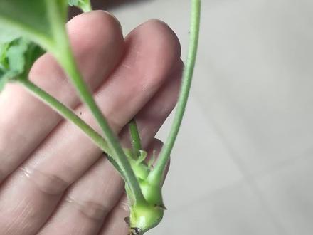 天竺葵如果水插枝条仍然黑腐,可以借助高锰酸钾溶液水插,让下切口形成木质化表层,给愈伤组织的萌发时间,最后成功发根,枝条晾的时间可以长一些。基本上能够解决大部分腐烂枝条扦插难的问题! #天竺葵 #扦插 #花卉绿植