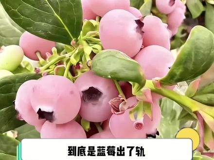 到底是树莓出了轨还是蓝莓劈了腿!#蓝莓#粉色蓝莓#盆栽