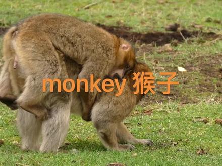 英语说词解字-monkey #音译词 #monkey #猴