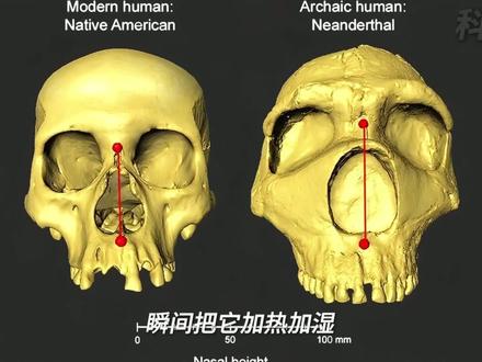 误解了100年!尼安德特人不是蠢,是强得离谱#科普