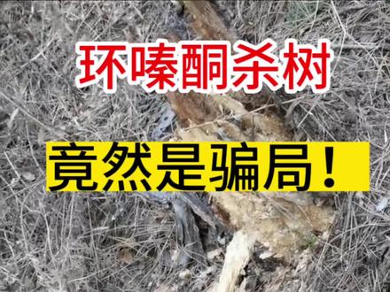 怎么用环嗪酮杀大树#环嗪酮除大树竹子灌木杂草 #除草剂 #新农人计划2023 #环嗪酮 #除竹子
