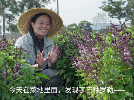 你吃过哪种罗勒?罗勒也叫荆芥、金不换、九层塔,是一种香料植物 #植物科普 #知识前沿派对 #自然奇境科普季 #自然万物都是宝物 #罗勒 @抖音科普 @DOU+小助手