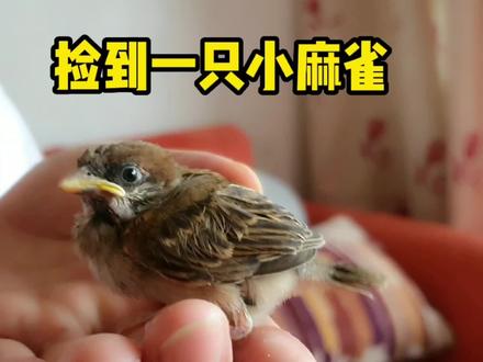 捡的野生小麻雀能喂活吗? #小麻雀 #爱护小动物 #万物皆有灵性 #意不意外 #小鸟🐤 #雏鸟