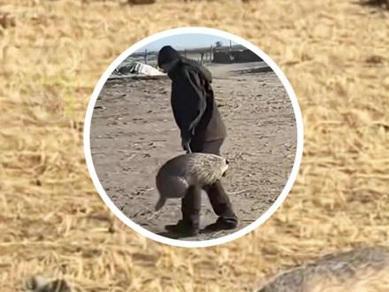 野生獾子的狗朋友?连续3次来居民区找狗玩,被狗主人拿铲子送走 当地经常能看到狗獾,估计狗獾都已经习惯人类了。#狗獾 #奇闻趣事 #可爱