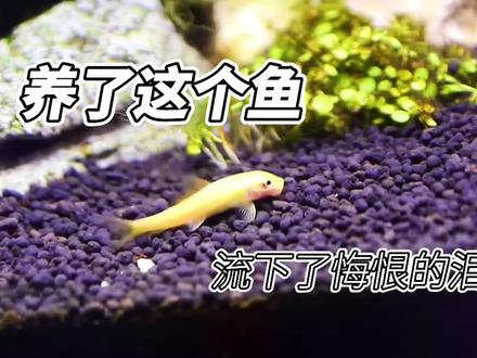 金苔鼠是除藻利器,还是草缸噩梦