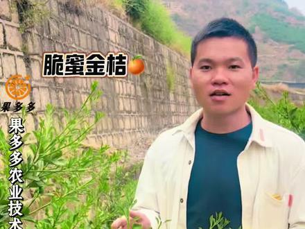 脆蜜金桔什么时候开花挂果?脆蜜金桔什么时候做花芽分化?脆蜜金桔如何做花芽分化?#脆蜜金桔 #脆蜜金桔全程管理方案 #脆蜜金桔保花保果 #脆蜜金桔苗 #果多多农业