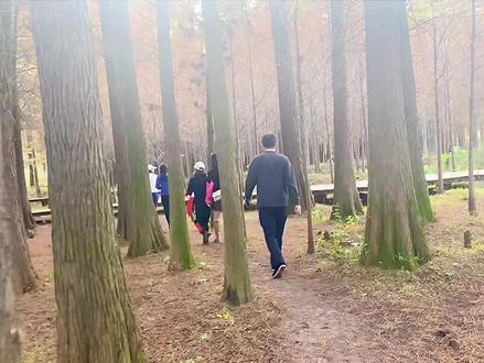 蔡锷这片水衫林红了赶紧带上你的小火伴一起去#邵阳 #邵阳周边游 #治愈系风景 #周边游 #抖音小助手